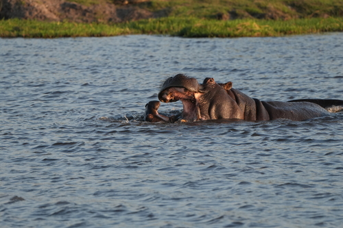 Common Hippopotamus