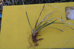 Carex richardsonii