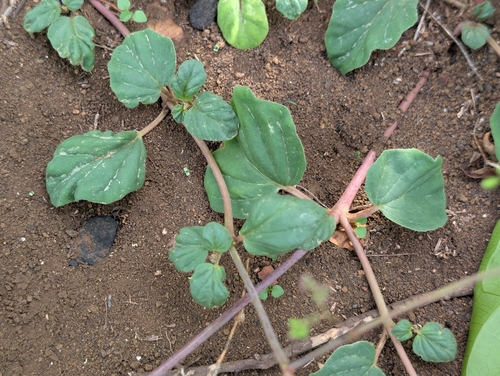 Boerhavia diffusa, photograph 4