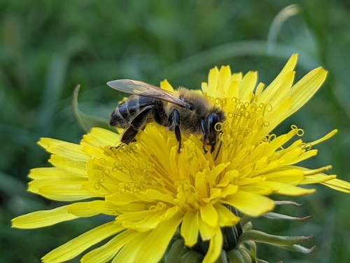 Western Honey Bee