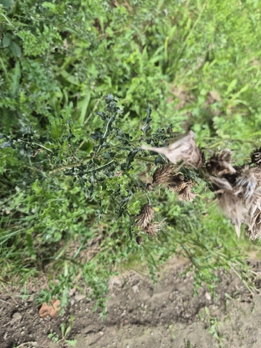 creeping thistle
