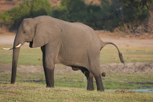 African Savanna Elephant