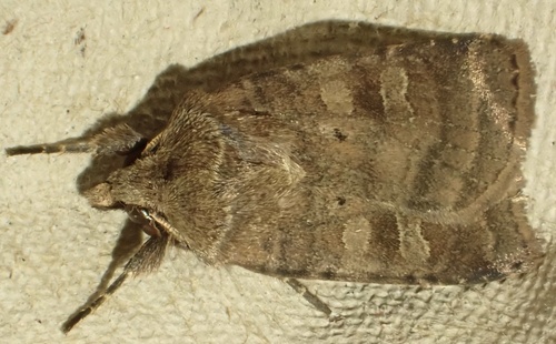 Small Square-spot