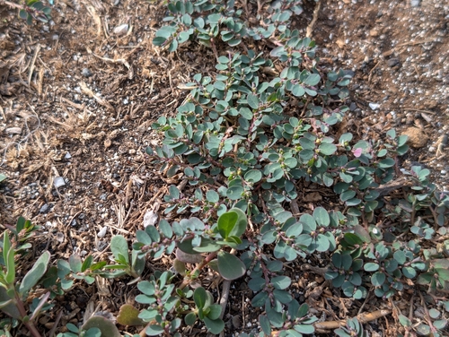 Euphorbia prostrata observed 2026-09-18
