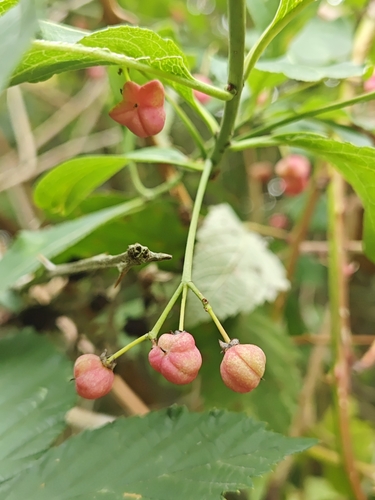 Spindle
