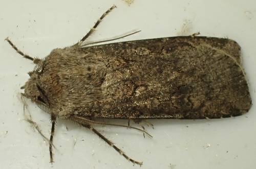 Turnip Moth