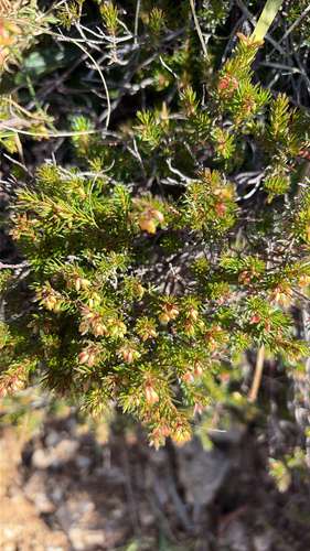 Spring Heath
