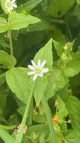 Water Chickweed
