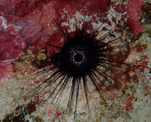 Echinostrephus observed 2026-09-19