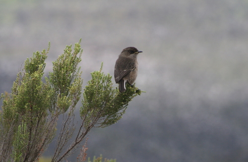 Moorland Chat (Pinarochroa sordida), photo 9