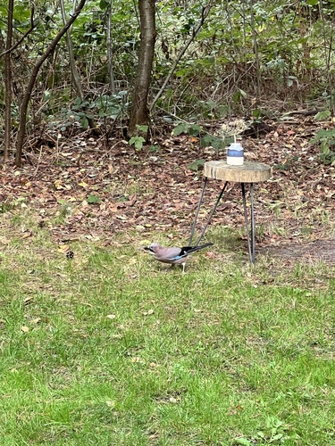 Eurasian Jay