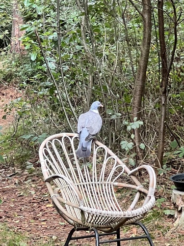 Common Wood-Pigeon