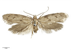 Leptocroca aquilonaris