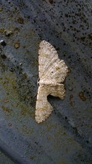 Catoria sublavaria