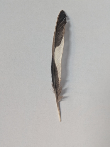 Plume de Grosbec casse-noyaux