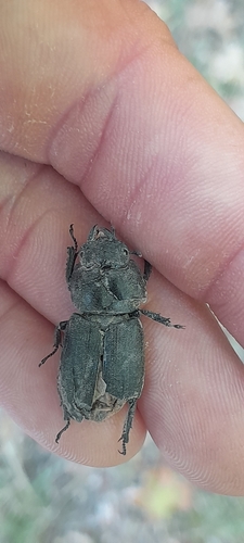 Lesser Stag Beetle