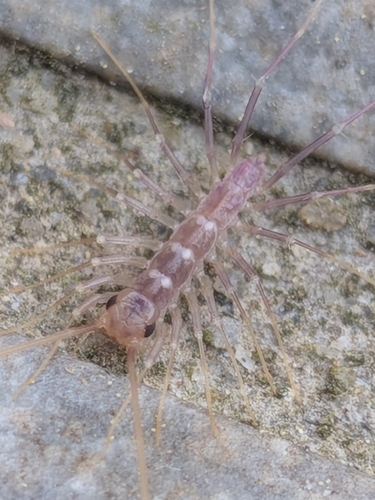 House Centipede