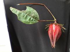 Hibiscus sabdariffa
