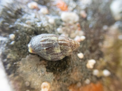 Amphissa versicolor