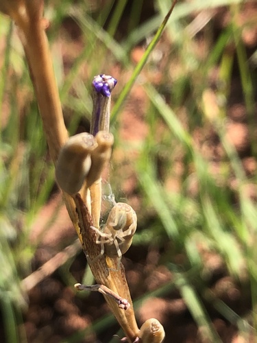 Moraea stricta, photograph 3