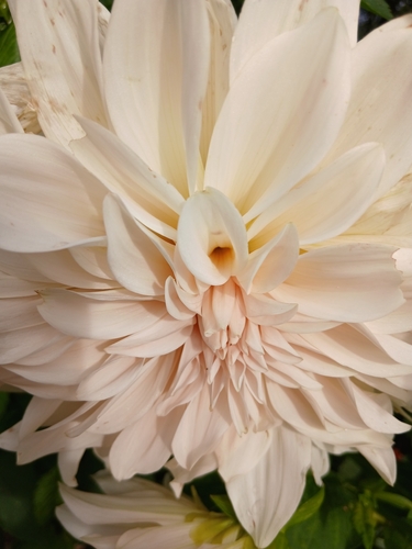 Garden Dahlia