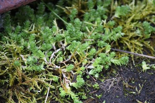 Biting Stonecrop