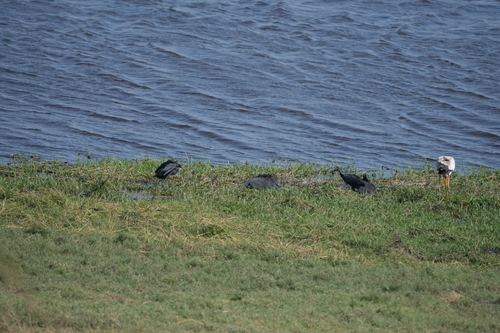 iNaturalist image