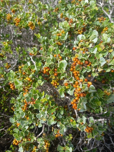 Searsia glauca, photograph 3