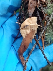 Cudoniaceae