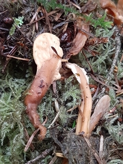 Cudoniaceae
