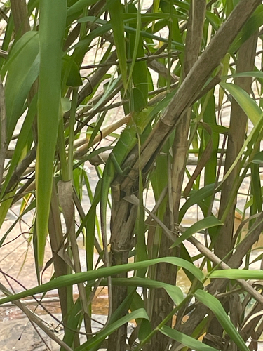Common Green Forest Lizard