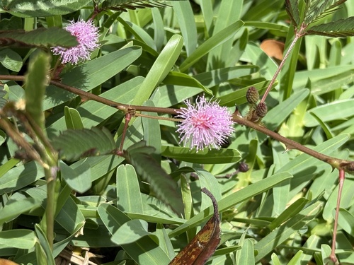 Mimosa pudica observed 2026-09-18