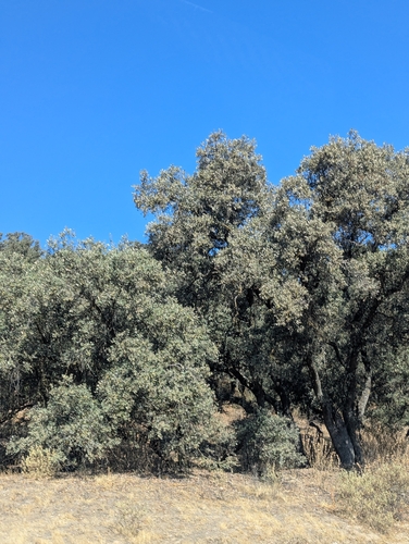 sweet acorn oak