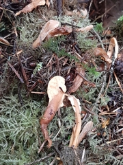 Cudoniaceae