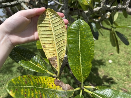 Plumeria observed 2026-09-18