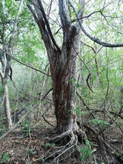 Calycophyllum candidissimum