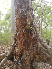Pterocarpus acapulcensis