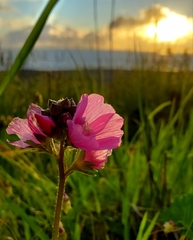 Sidalcea malviflora patula