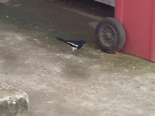 Oriental Magpie-Robin