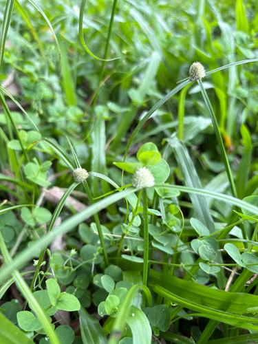 Cyperus mindorensis