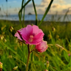 Sidalcea malviflora patula