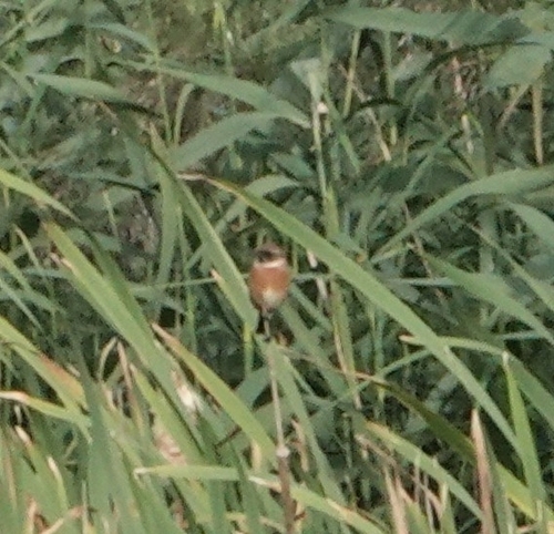 European Stonechat