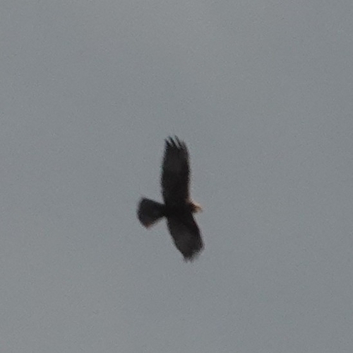 Western Marsh Harrier
