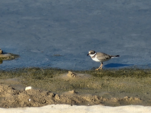 Common Ringed Plover
