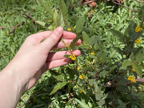 Chamaecrista nictitans observed 2026-09-18