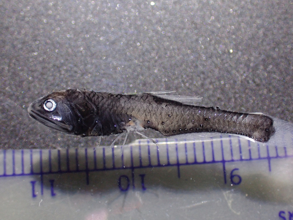Lampanyctus ritteri