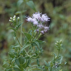 Chromolaena odorata