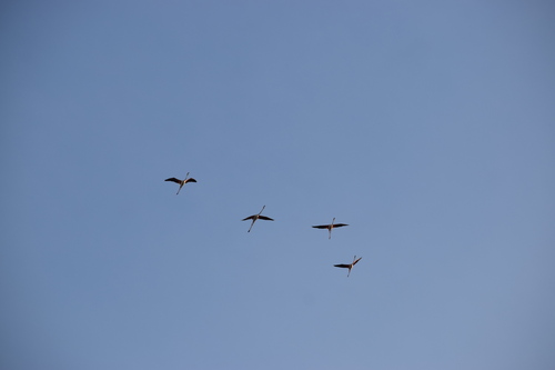 Greater Flamingo