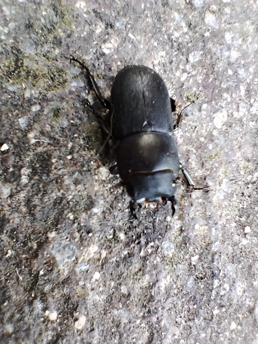 Lesser Stag Beetle