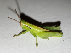 Aptenopedes